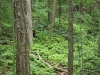 Forest on return from Gun Harbor